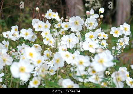 Weiße japanische Anemone, Anemone x hybrida „Honorine Jobert“ in Blüte. Stockfoto