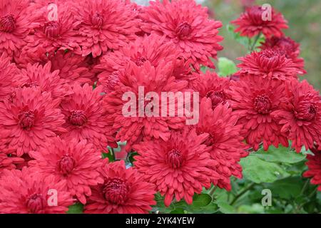Hellrote Chrysantheme „Ruby Mound“, auch bekannt als Mütter oder Chrysanthen in Blüte. Stockfoto