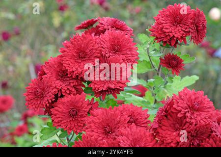 Hellrote Chrysantheme „Ruby Mound“, auch bekannt als Mütter oder Chrysanthen in Blüte. Stockfoto