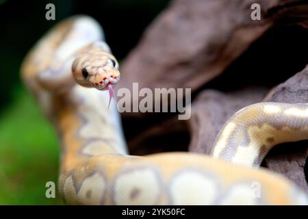 Gelbe und weiße gemischte Pythonschlange. Stockfoto