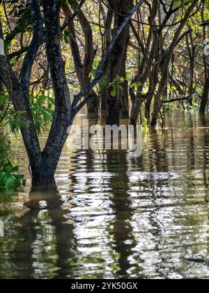 Regenwald am Amazonas mit Bäumen im Wasser. Die Bäume spiegeln sich im Amazonas wider. Stockfoto