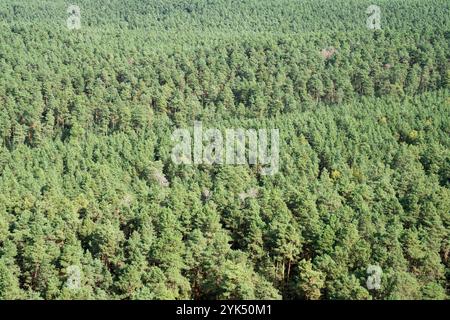 09. Oktober 2024, Sachsen-Anhalt, Blankenburg: Blick auf das Heers-Waldgebiet im Harzvorland bei Blankenburg. Foto: Hauke Schröder/dpa Stockfoto