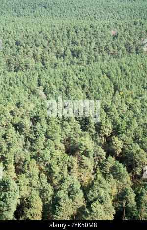 09. Oktober 2024, Sachsen-Anhalt, Blankenburg: Blick auf das Heers-Waldgebiet im Harzvorland bei Blankenburg. Foto: Hauke Schröder/dpa Stockfoto