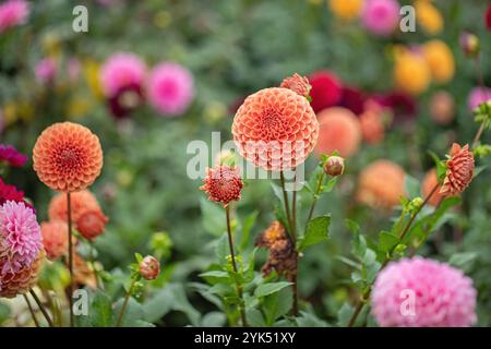 Ein paar Orangenbällchen Dahlienblüten in einem Garten. Stockfoto