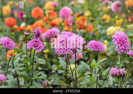 Hellrosa Dahlienblüten und Dahlien mit mehreren Farben im Hintergrund. Regenbogenfarben. Stockfoto