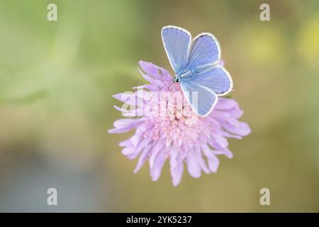 Männlicher gemeiner blauer Schmetterling (Polyommatus icarus) bei einem Feldskabius (Knautia arvensis). Stockfoto