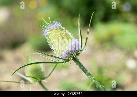 Die Blütenstände der wilden Teasel (Dipsacus fullonum). Stockfoto