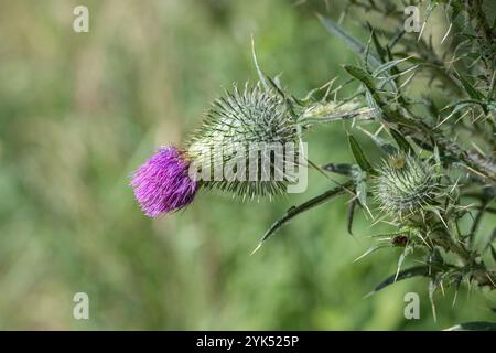 Disteldistel (Cirsium vulgare). Weit verbreitetes Unkraut in Europa. Stockfoto