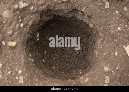 Loch zum Anpflanzen von Pflanzen in braunem Boden. Stockfoto