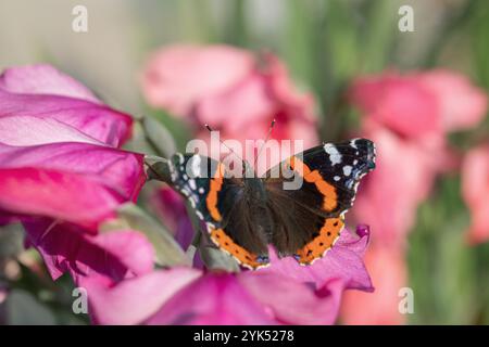 Roter Admiral-Schmetterling (Vanessa atalanta) auf rosa Blumen. Stockfoto