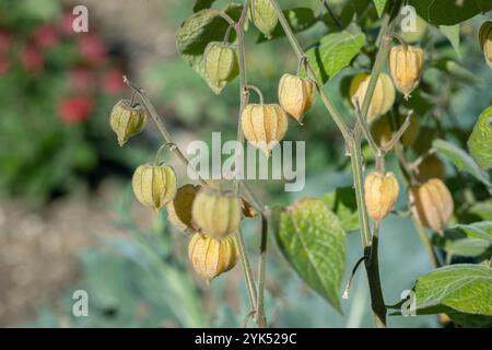 Reife Kelche der kap-Stachelbeere (Physalis peruviana). Stockfoto