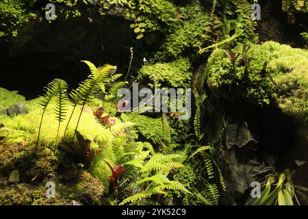 Grünes Gras, Dickicht, Moos, Farn im Aquarium. Die Organisation des Lebens im Aquarium. Stockfoto