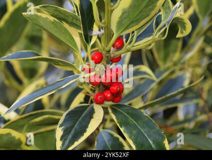 Eine Nahaufnahme der Stechpalme, Ilex x altaclerensis 'Golden King' in Beere Stockfoto