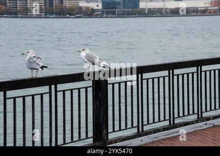 Möwen sitzen auf dem Geländer im Windsor Sculpture Garden Park in Windsor, Ontario, Kanada Stockfoto