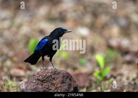 Das Bild von Malabar Pfeifdrossel (Myophonus horsfieldii) wurde in Dandeli, Karnataka, Indien aufgenommen Stockfoto