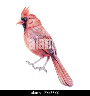 Aquarell Weihnachtsvogel roter Kardinal, isoliert. Symbol für Weihnachten. Handgezeichnete Abbildung Stock Vektor