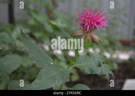 Helle, wunderschöne Natur, blühende Red Rue mit ungewöhnlichen lila Blüten vor dem Hintergrund grüner Blätter. Stockfoto