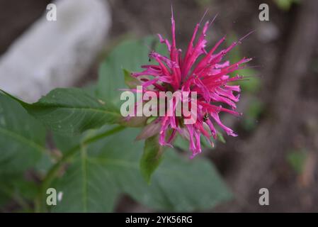 Helle, wunderschöne Natur, blühende Red Rue mit ungewöhnlichen lila Blüten vor dem Hintergrund grüner Blätter. Stockfoto