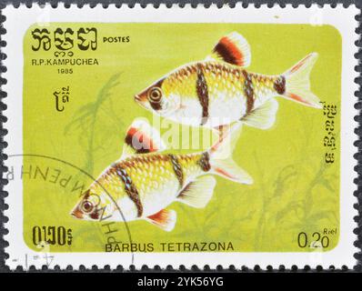 Gestempelte Briefmarke von Kambodscha, die Tiger Barb (Barbus tetrazona) zeigt, um 1985. Stockfoto