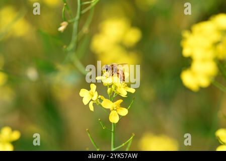 Senfblume mit Honigbiene, Wildlife bhopal, Indien Stockfoto