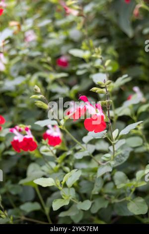 Hot Lips Gartenblume Stockfoto