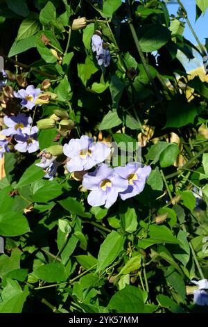 Die blaue Trompetenrebe (Thunbergia grandiflora) ist eine immergrüne Weinrebe aus Asien. Stockfoto