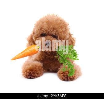 Süßer Maltipoo Hund mit frischer Karotte auf weißem Hintergrund Stockfoto