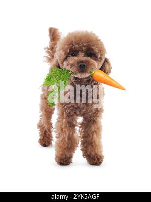 Süßes Maltipoo mit frischer Karotte auf weißem Hintergrund Stockfoto