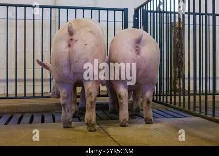 Zwei Schweine in einem Schweinestall mit dem Rücken zur Kamera auf einer Farm Stockfoto