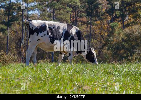 Schwarz-weiße Kuh weidet auf einem üppigen grünen Feld in ländlicher Landschaft Stockfoto