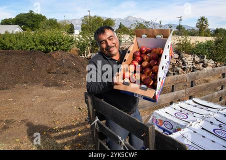 Huerta del Valle (HDV) bietet einen Service für lokale Unternehmen an, wenn der HDV-Mitarbeiter Nicolas Reza organische Abfälle wie Nektarine und Schnittkohl von einem Lebensmittelhändler für den Kompostbereich des 4 Hektar großen, von der Biogemeinschaft geförderten Garten und Bauernhofs in der Mitte einer Stadt mit geringem Einkommen aufnimmt. dort arbeitet Tomas Aguilar-Campos eng mit der Mitgründerin und Exekutivdirektorin Maria Alonso zusammen, um den Betrieb der Farm in Ontario, Kalifornien, am 13. November 2018 weiter zu verbessern. Stockfoto