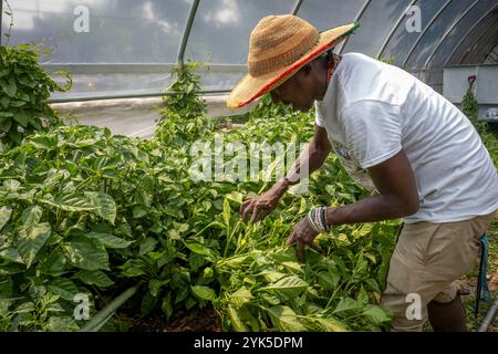 Die University of Maryland Extension Urban Farmer Field School veranstaltet eine Bildungsveranstaltung auf der Plantation Park Heights Urban Farm (PPHUF) in Baltimore, MD., am 20. Juli 2021. PPHUF wurde von Farmer Chippy (im Bild mit seinen Skorpion-Paprika) und einer Gruppe von Karibik/Amerikanern geschaffen, die Veränderungen herbeiführen und einen positiven Einfluss auf das Leben junger Erwachsener in der Park Heights Community haben wollen, sowie sich auf die Produktion und Verteilung von Lebensmitteln konzentrieren, um die erste „Agrihood“ in der Stadt Baltimore, MD, zu schaffen USDA/FPAC Foto von Preston Keres Stockfoto