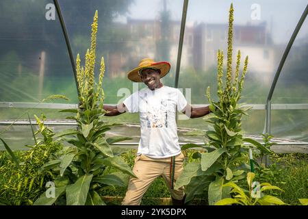 Die University of Maryland Extension Urban Farmer Field School veranstaltet eine Bildungsveranstaltung auf der Plantation Park Heights Urban Farm (PPHUF) in Baltimore, MD., am 20. Juli 2021. PPHUF wurde von Farmer Chippy (im Bild zwischen Mullen Plants) und einer Gruppe von Karibik/Amerikanern gegründet, die den Wunsch haben, Veränderungen zu bewirken und einen positiven Einfluss auf das Leben junger Erwachsener zu haben, die in der Park Heights Community leben, sowie den Schwerpunkt auf Nahrungsmittelproduktion und -Vertrieb, um die erste „Agrihood“ in der Stadt Baltimore, MD, zu schaffen USDA/FPAC Foto von Preston Keres Stockfoto