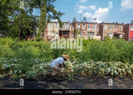 Die University of Maryland Extension Urban Farmer Field School veranstaltet eine Bildungsveranstaltung auf der Plantation Park Heights Urban Farm (PPHUF) in Baltimore, MD., am 20. Juli 2021. PPHUF wurde von Farmer Chippy und einer Gruppe karibischer/amerikanischer Bürger gegründet, um Veränderungen zu bewirken und einen positiven Einfluss auf das Leben junger Erwachsener zu haben, die in der Park Heights-Gemeinde leben, sowie sich auf die Produktion und den Vertrieb von Nahrungsmitteln zu konzentrieren, um die erste „Agrihood“ in Baltimore, MD, zu schaffen USDA/FPAC Foto von Preston Keres Stockfoto