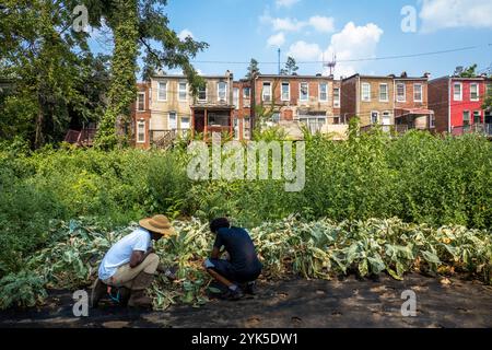 Die University of Maryland Extension Urban Farmer Field School veranstaltet eine Bildungsveranstaltung auf der Plantation Park Heights Urban Farm (PPHUF) in Baltimore, MD., am 20. Juli 2021. PPHUF wurde von Farmer Chippy (links) und einer Gruppe karibischer/amerikanischer Bürger gegründet, die Veränderungen herbeiführen und einen positiven Einfluss auf das Leben junger Erwachsener wie Farm Hand Elijah Bailey, 17, (rechts) haben, die in der Park Heights-Gemeinde leben und sich auf die Nahrungsmittelproduktion und -Verteilung konzentrieren, um die erste „Agrihood“ in Baltimore, MD, zu schaffen USDA/FPAC Foto von Preston Keres Stockfoto