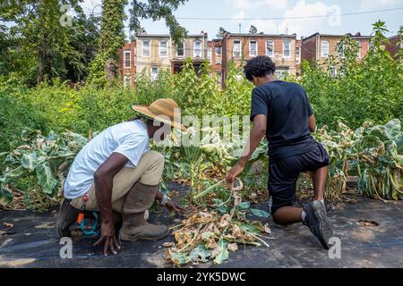 Die University of Maryland Extension Urban Farmer Field School veranstaltet eine Bildungsveranstaltung auf der Plantation Park Heights Urban Farm (PPHUF) in Baltimore, MD., am 20. Juli 2021. PPHUF wurde von Farmer Chippy (links) und einer Gruppe karibischer/amerikanischer Bürger gegründet, die Veränderungen herbeiführen und einen positiven Einfluss auf das Leben junger Erwachsener wie Farm Hand Elijah Bailey, 17, (rechts) haben, die in der Park Heights-Gemeinde leben und sich auf die Nahrungsmittelproduktion und -Verteilung konzentrieren, um die erste „Agrihood“ in Baltimore, MD, zu schaffen USDA/FPAC Foto von Preston Keres Stockfoto