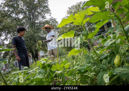 Die University of Maryland Extension Urban Farmer Field School veranstaltet eine Bildungsveranstaltung auf der Plantation Park Heights Urban Farm (PPHUF) in Baltimore, MD., am 20. Juli 2021. PPHUF wurde von Farmer Chippy (rechts) und einer Gruppe karibischer/amerikanischer Bürger gegründet, die Veränderungen herbeiführen und einen positiven Einfluss auf das Leben junger Erwachsener wie Farm Hand Elijah Bailey, 17, (links) haben, die in der Park Heights-Gemeinde leben und sich auf die Nahrungsmittelproduktion und -Verteilung konzentrieren, um die erste „Agrihood“ in Baltimore, MD, zu schaffen USDA/FPAC Foto von Preston Keres Stockfoto