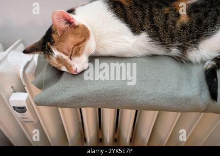 Gemütlicher Winterkomfort: Niedliche Calico-Katze, die friedlich mit geschlossenen Augen auf einer weichen Decke schläft und sich in der Wärme der Zentralheizung sonnt. Stockfoto