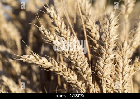 Detail des Ohres der Roggen reif Stockfoto