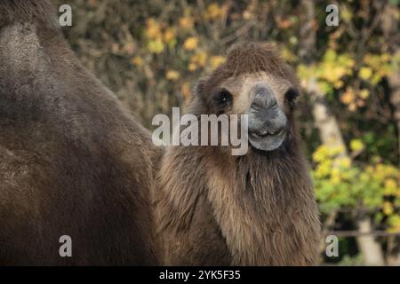 Baktrisches Kamel (Camelus bactrianus) Haustier Stockfoto