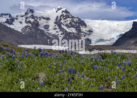 Am Svinefell-Gletscher, Skaftafell NP, Südküste, Island, Europa Stockfoto