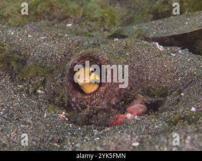 Ein gestreifter Mimikry-Blenny (Petroscirtes breviceps) versteckt sich in einer Flasche, die im Sandboden vergraben ist, Tauchplatz Secret Bay, Gilimanuk, Bali, Indonesien, Asien Stockfoto