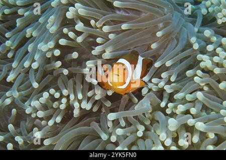 Ein Ocellaris Clownfisch (Amphiprion ocellaris) sucht Zuflucht in den Tentakeln einer hellen Meeresanemone im Meer, Tauchplatz Coral Garden, Menjanga, Bali Stockfoto