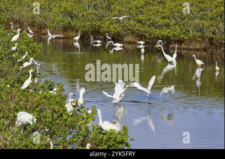 Großer Egretta alba, großer Weißreiher (Egretta thula), Gruppe von Vögeln, die sich in einem grünen Teich mit üppiger Vegetation sammeln, Black Point Wildlife Dri Stockfoto