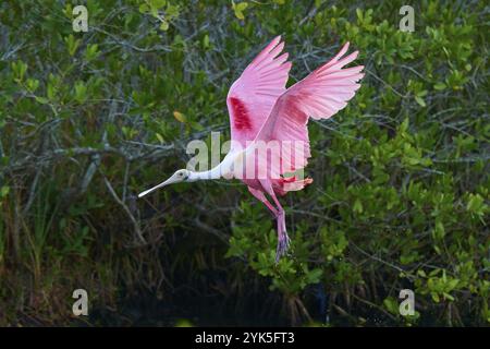 Rosenlöffelschnabel (Ajaja ajaja), der über einen grünen Sumpf fliegt, Flügel in lebhafter Bewegung ausgebreitet, Black Point Wildlife Drive, Titusville, Florida, USA, Norden Stockfoto