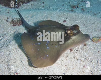 Blaugefleckter Stachelrochen, blaugefleckter Stachelrochen (Neotrygon kuhlii), auf dem sandigen Meeresboden liegend, Tauchplatz SD, Nusa Ceningan, Nusa Penida, Bali, Indonesien Stockfoto