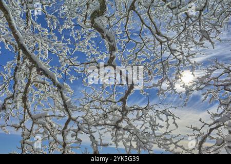 Schneebedeckte Äste einer Buche unter klarem blauem Himmel, die Sonne scheint durch die Äste, Schauinsland, Schwarzwald, Baden-Württemberg, GE Stockfoto