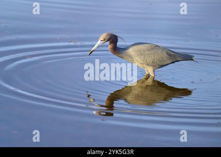 Great Blue Reiher (Egretta caerulea), Wandern und Reflektieren im Wasser, Black Point Wildlife Drive, Titusville, Florida, USA, Nordamerika Stockfoto