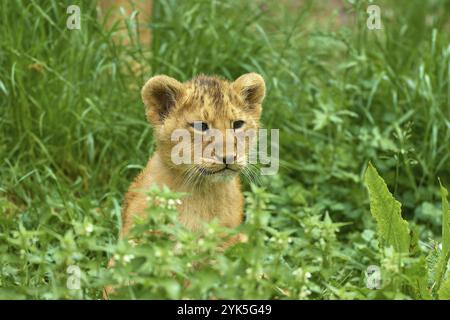 Löwenjunge sitzt im grünen Gras und schaut sich aufmerksam um, gefangen, Deutschland, Europa Stockfoto