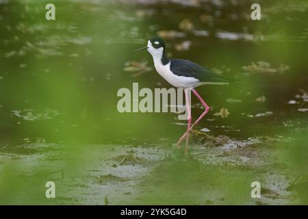 Schwarzhals-Stelze (Himantopus mexicanus), Wakodahatchee Wetlands, Delray Beach, Florida, USA, Nordamerika Stockfoto